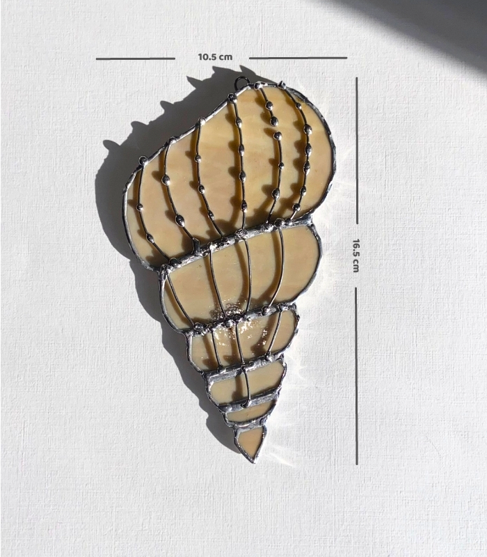 seashell2_dimension